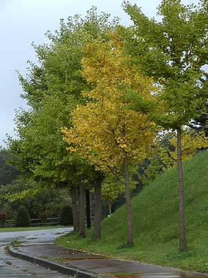 イチョウの黄葉