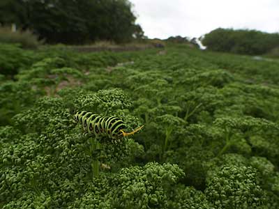 パセリ畑のキアゲハの幼虫