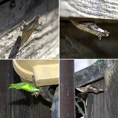 アゲハの蛹とクロアゲハの蛹