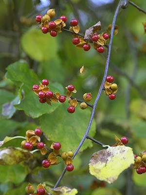 ツルウメモドキ