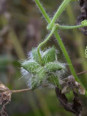 アレチウリの実