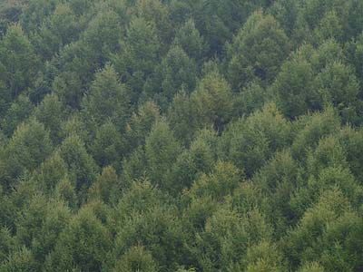 カラマツの変化