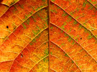 ツタウルシの葉