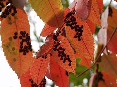 マルカメムシの集団