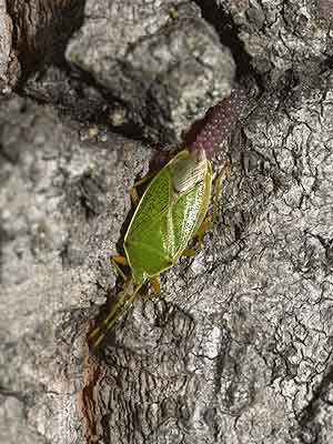 クヌギカメムシの産卵