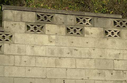 夕方のアカトンボ