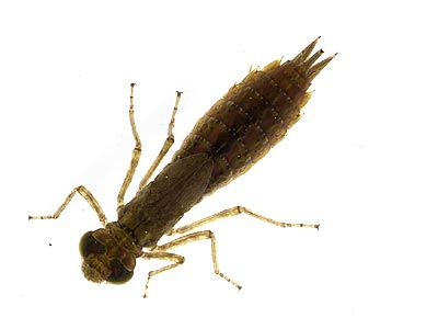 ギンヤンマの幼虫