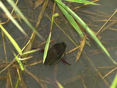 池のゲンゴロウ