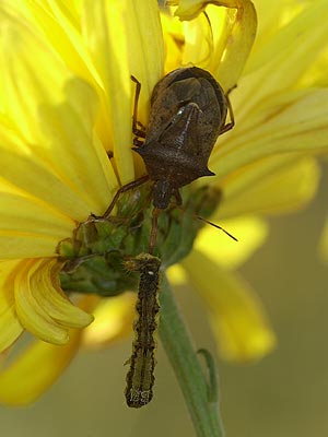 クチブトカメムシ