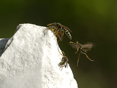 フタモンアシナガバチのオス