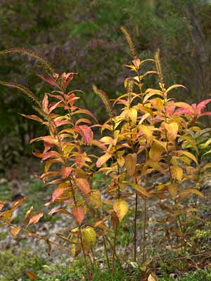 オカトラノオの紅葉