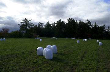 牧草を刈ったあと