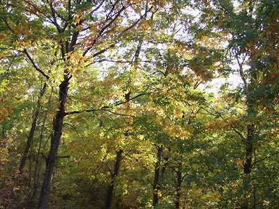 アトリエの紅葉