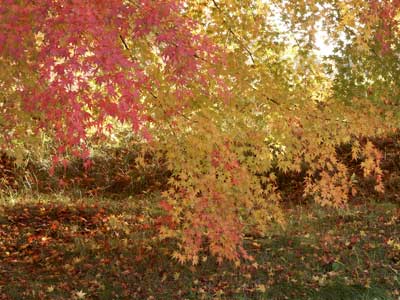 モミジの紅葉