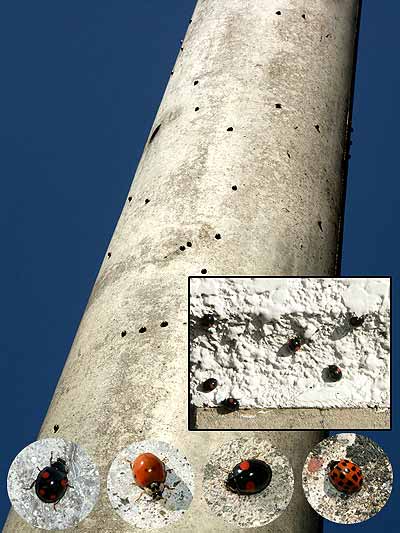 ナミテントウの越冬準備
