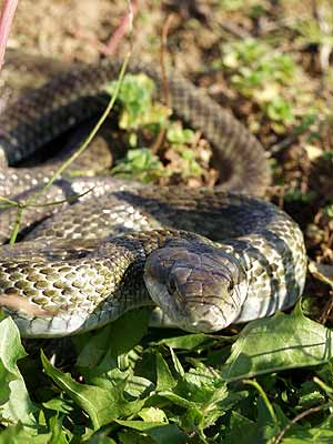 アオダイショウ