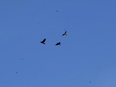 チョウゲンボウを追うカラス