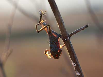 モズのハヤニエ