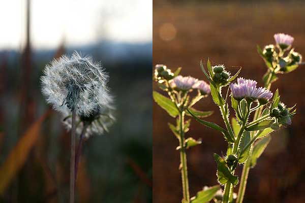 秋のタンポポとハルジオン