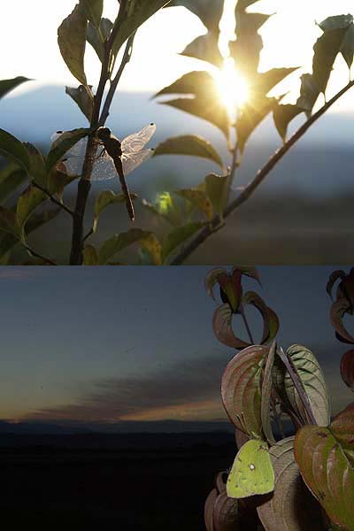 眠りにつくアカトンボとモンキチョウ