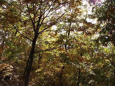 アトリエの紅葉