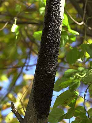 クリオオアブラムシの産卵