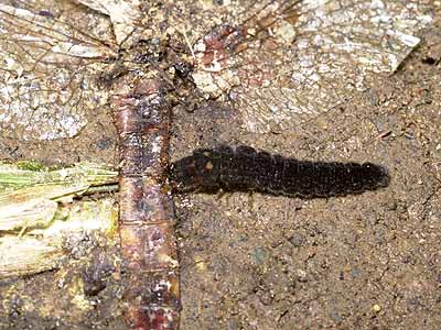 ジョウカイボンの幼虫