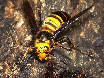 樹液を吸うスズメバチ