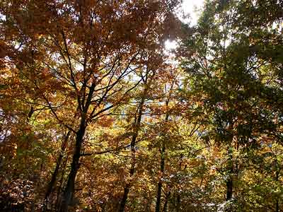今日のアトリエの紅葉