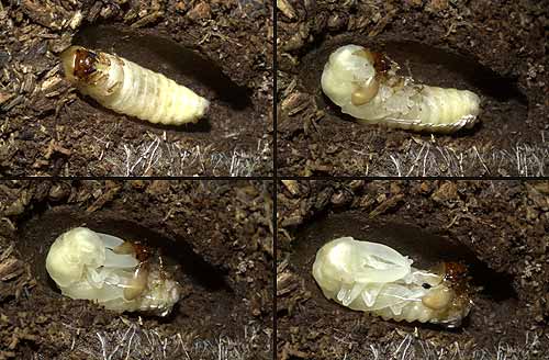 メタリフェルオオキバクワガタの蛹化