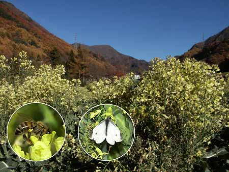 ブロッコリーの花と虫