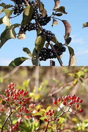 クロツバラとノイバラの実