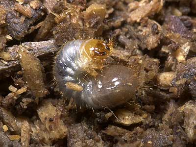 アオカナブンの幼虫