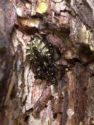 ヤニサシガメの幼虫