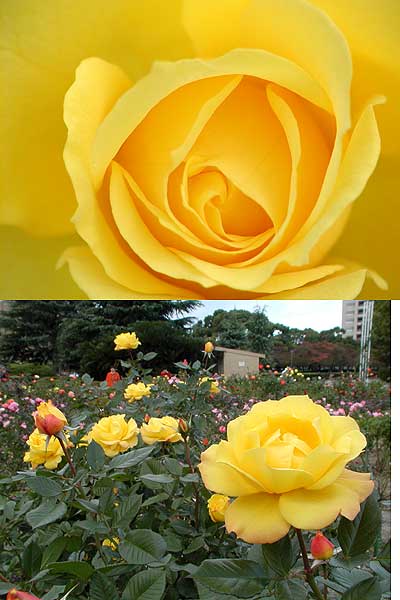 名古屋でデジタル写真教室