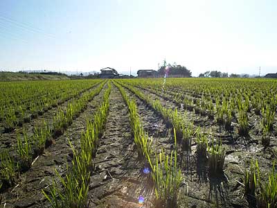 イネのひこばえ