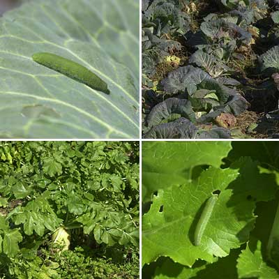 モンシロチョウの幼虫