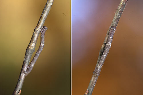 枝によく似たシャクトリムシ