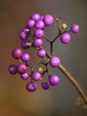 ムラサキシキブ