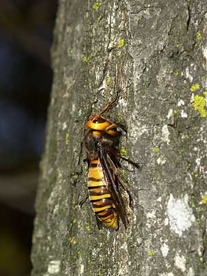 スズメバチの日光浴