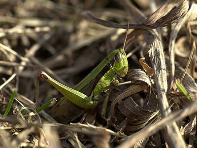 イナゴはまだまだ元気