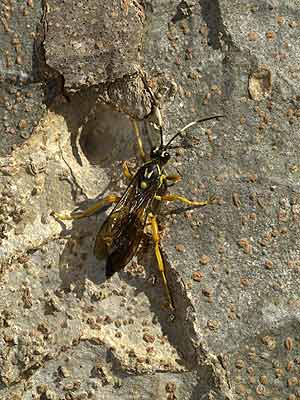 ヒメバチの一種