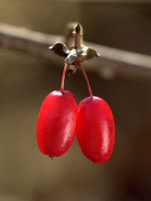 サンシュユの実