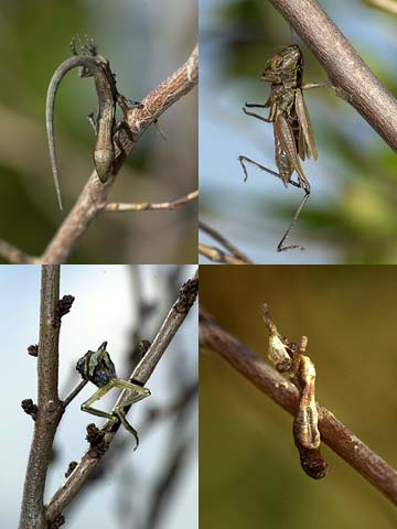 モズのはやにえ