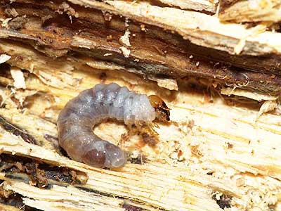 ミヤマクワガタの幼虫