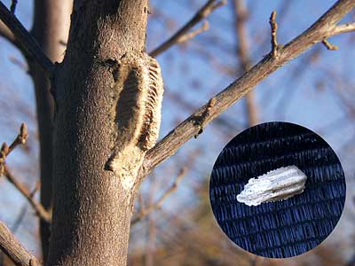 カマキリの卵（チョウセンカマキリ）