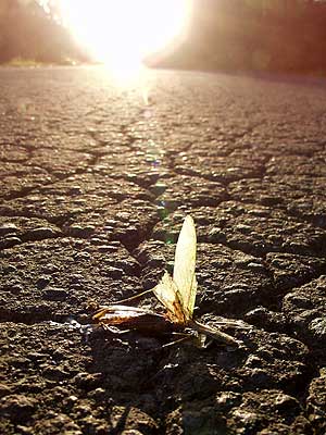 あるカマキリの死