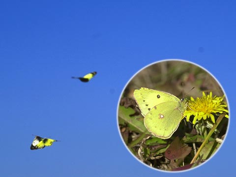 元気なモンキチョウ