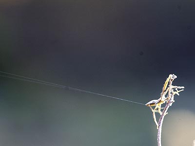 空飛ぶクモ（雪迎え）