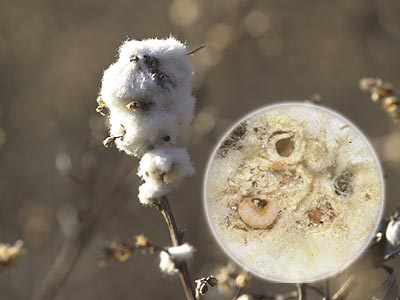 ヨモギに作られたワタフシ